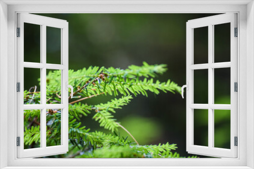 Fototapeta Naklejka Na Ścianę Okno 3D - pine branch