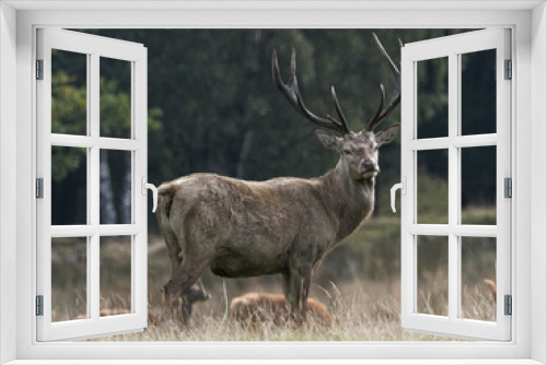 Fototapeta Naklejka Na Ścianę Okno 3D - A Red Deer stag in the woodlands at Wentworth Castle and Gardens in Barnsley, South Yorkshire