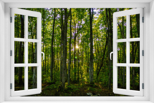 Fototapeta Naklejka Na Ścianę Okno 3D - Sun through the trees