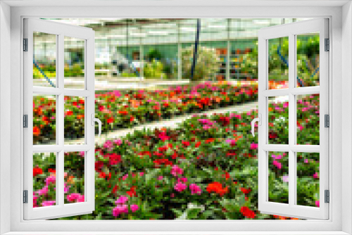 Fototapeta Naklejka Na Ścianę Okno 3D - Flowers growing for sale