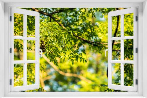 Fototapeta Naklejka Na Ścianę Okno 3D - Hojas de árbol