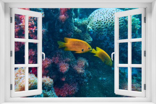 Fototapeta Naklejka Na Ścianę Okno 3D - The underwater world in Mayotte