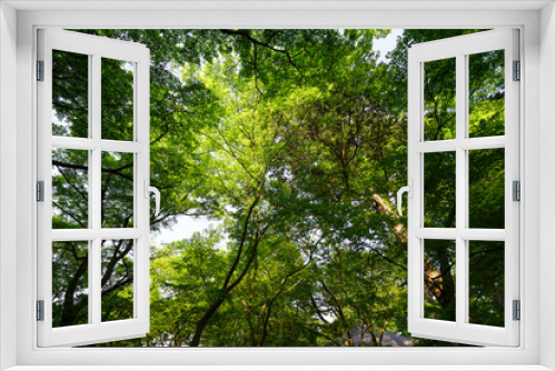 Fototapeta Naklejka Na Ścianę Okno 3D - 日本楓の新緑
