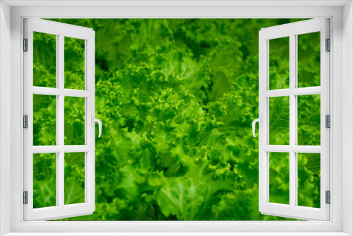 Fototapeta Naklejka Na Ścianę Okno 3D - close up of lettuce leaves in the greenhouse grown with hydroponic system. Agricultural and grocery background