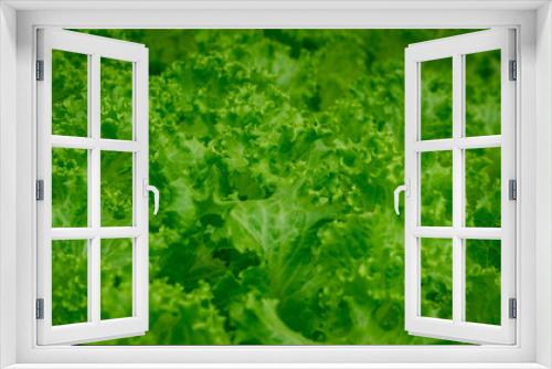 Fototapeta Naklejka Na Ścianę Okno 3D - close up of lettuce leaves in the greenhouse grown with hydroponic system. Agricultural and grocery background