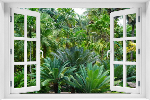 Fototapeta Naklejka Na Ścianę Okno 3D - Palm trees growing in the rainforest.