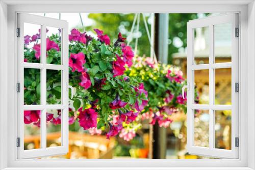Fototapeta Naklejka Na Ścianę Okno 3D - Baskets of hanging petunia flowers on balcony. Petunia flower in ornamental plant.