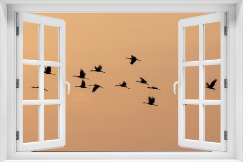 Fototapeta Naklejka Na Ścianę Okno 3D - Flying flock of sandhill cranes in the sunset