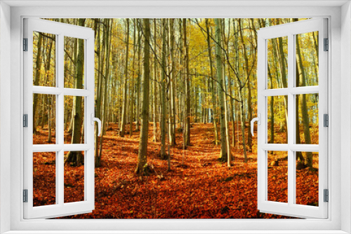 Fototapeta Naklejka Na Ścianę Okno 3D - Beautiful forest scenic panorama.