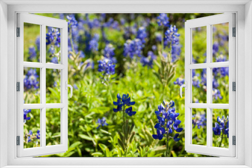 Fototapeta Naklejka Na Ścianę Okno 3D - Texas Bluebonnets in the summer sun in a green field