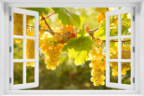 Fototapeta Naklejka Na Ścianę Okno 3D - Grapes of white wine on a sunny day in fall