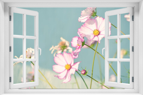 Fototapeta Naklejka Na Ścianę Okno 3D - Delicate flowers of pink daisy kosmeya on a background of blue sky. Soft selective focus.