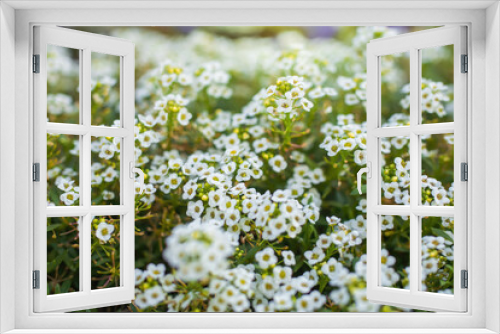 Fototapeta Naklejka Na Ścianę Okno 3D - Flowers are alyssum close-up