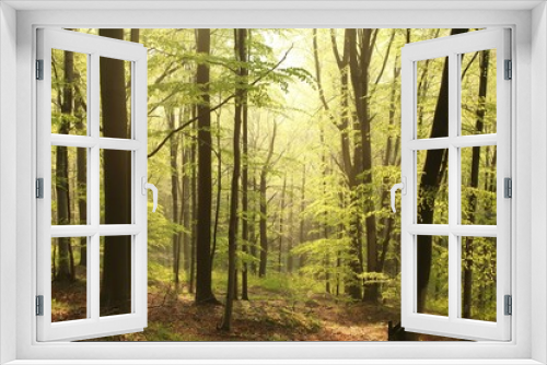 Fototapeta Naklejka Na Ścianę Okno 3D - Spring beech forest on a misty morning