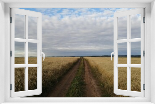 Fototapeta Naklejka Na Ścianę Okno 3D - wheat field and blue sky