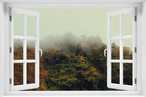 Fototapeta Naklejka Na Ścianę Okno 3D - Forest and fog beautiful nature backgrounds