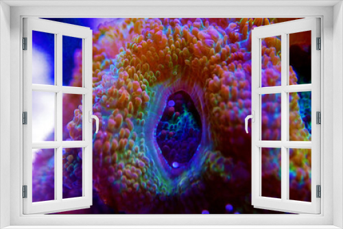 Fototapeta Naklejka Na Ścianę Okno 3D - Acanthastrea Micromussa lordhowensis LPS coral in close up photography 