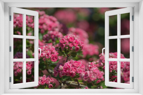 Fototapeta Naklejka Na Ścianę Okno 3D - pink flowers in the garden. Spring Flowers of the Double Pink Hawthorn (Crataegus laevigata 'Rosea Flore Pleno')