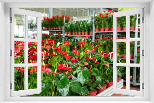 Fototapeta Naklejka Na Ścianę Okno 3D - Calla blooming plants are sold in modern flower supermarket. High quality photo