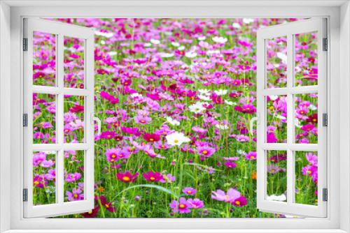 Fototapeta Naklejka Na Ścianę Okno 3D - Cosmos flower fields