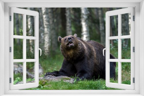 Fototapeta Naklejka Na Ścianę Okno 3D - Brown bear in North Karelia of Finland. Bear watching is a popular attraction in North Eastern Finland where bear population in healthy.