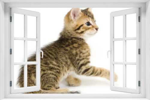 Fototapeta Naklejka Na Ścianę Okno 3D - tabby kitten playing