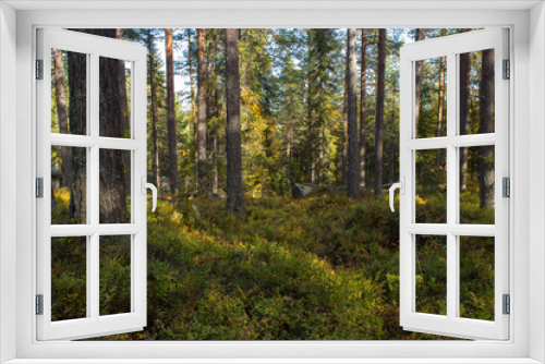 Fototapeta Naklejka Na Ścianę Okno 3D - Forest scenery with pine