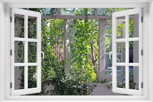 Fototapeta Naklejka Na Ścianę Okno 3D - Green creeper plant foliage comes in from the outside into the interior of a conservatory of a residential house, eco home design element.