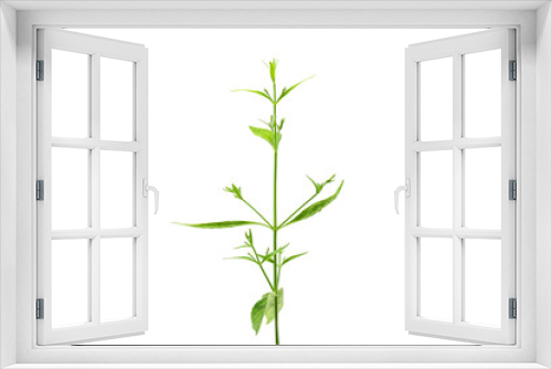 Fototapeta Naklejka Na Ścianę Okno 3D - Fresh of Andrographis paniculata plant on white background use for herbal product
