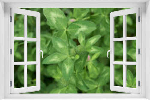 Fototapeta Naklejka Na Ścianę Okno 3D - Trifolium pratense