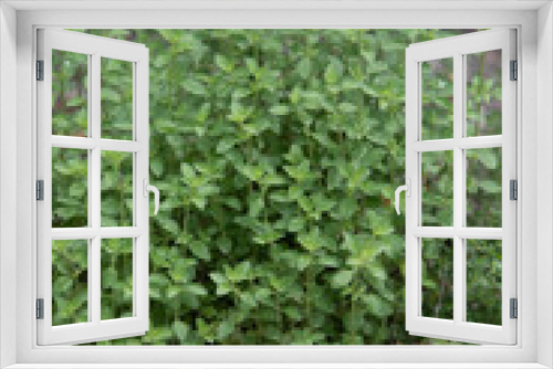 Fototapeta Naklejka Na Ścianę Okno 3D - Oregano Plant in a Home Herb Garden