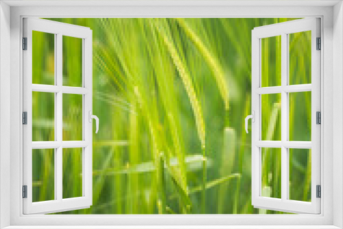 Fototapeta Naklejka Na Ścianę Okno 3D - green barley fields in spring