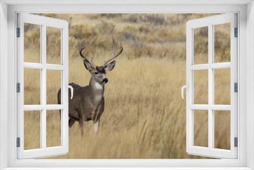 Fototapeta Naklejka Na Ścianę Okno 3D - deer in the wild mule deer buck