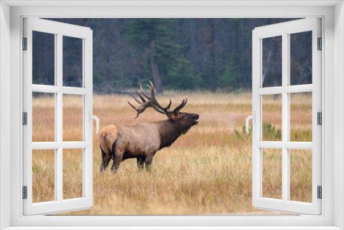Fototapeta Naklejka Na Ścianę Okno 3D - A large elk bugling to his Harim 