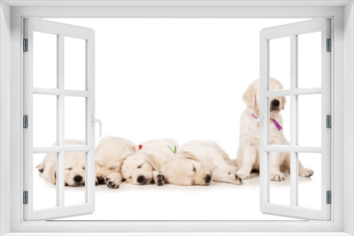 Fototapeta Naklejka Na Ścianę Okno 3D - Puppies golden retriever