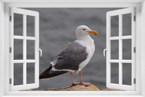 Fototapeta Naklejka Na Ścianę Okno 3D - A Seagull Standing on a Rock by the Sea