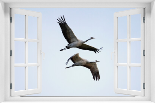Fototapeta Naklejka Na Ścianę Okno 3D - two cranes at the sky
