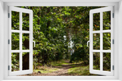 Fototapeta Naklejka Na Ścianę Okno 3D - Leśna ścieżka pomiędzy drzewami.