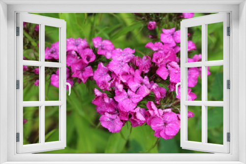 Fototapeta Naklejka Na Ścianę Okno 3D - 
Bright pink phlox blooms in the summer garden