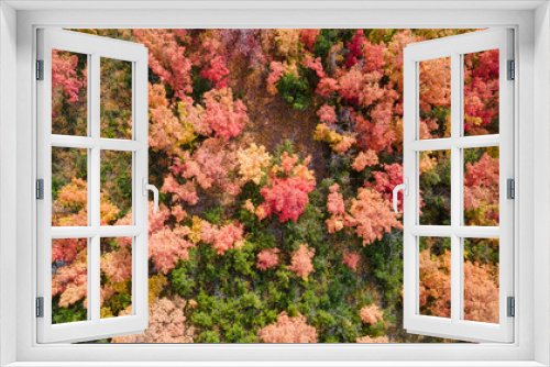 Fototapeta Naklejka Na Ścianę Okno 3D - Looking down on on beautiful leaves changing colors in autumn season