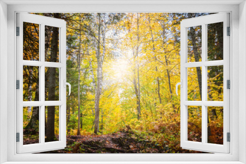 Fototapeta Naklejka Na Ścianę Okno 3D - Autumn scenes at forest 