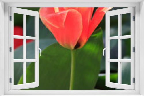 Fototapeta Naklejka Na Ścianę Okno 3D - Beautiful red tulip in garden