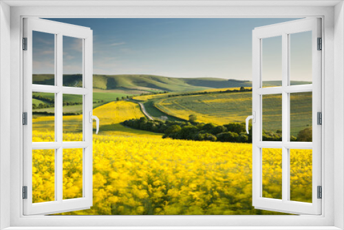 Fototapeta Naklejka Na Ścianę Okno 3D - Flowering oilseed rape blowing in the wind at the South Downs National Park in East Sussex