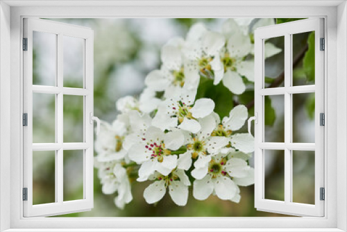 Fototapeta Naklejka Na Ścianę Okno 3D - white cherry blossom