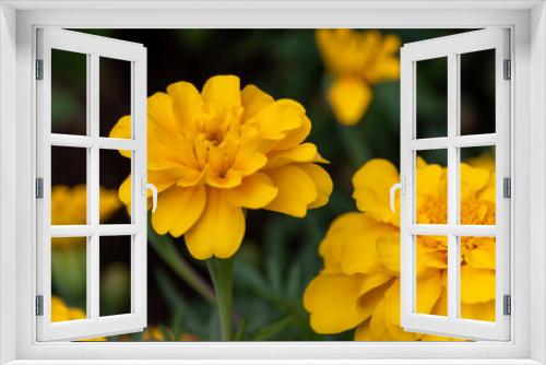 Fototapeta Naklejka Na Ścianę Okno 3D - African marigolg with yellow flowers