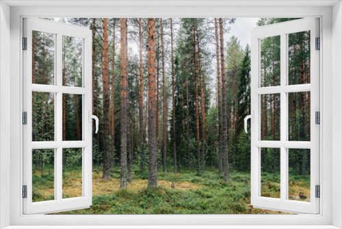 Fototapeta Naklejka Na Ścianę Okno 3D - Beautiful coniferous forest trees. Nature wood backgrounds