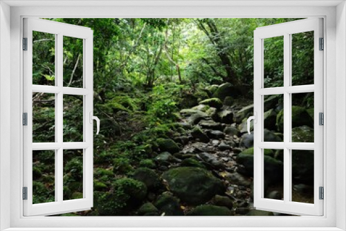 Fototapeta Naklejka Na Ścianę Okno 3D - 沖縄県･西表島のジャングル