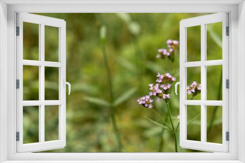 Fototapeta Naklejka Na Ścianę Okno 3D - 道端に咲く可憐な花
