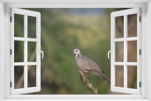 Fototapeta Naklejka Na Ścianę Okno 3D - red tailed hawk
