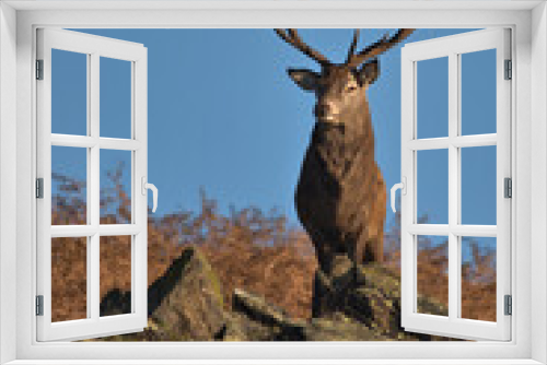 Fototapeta Naklejka Na Ścianę Okno 3D - Red Deer stag in the rocks in morning sunlight.